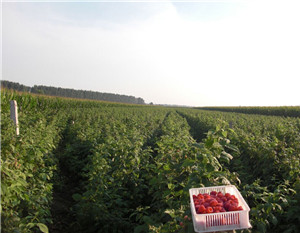 樹莓種植實用管理技術